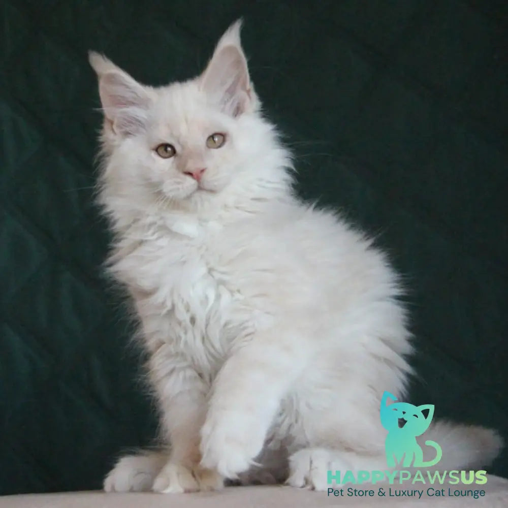 Lukum Maine Coon male red silver tabby - live animals