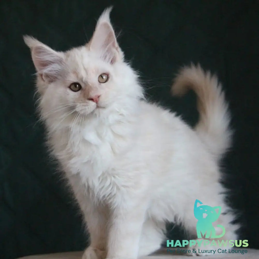 Lukum Maine Coon male red silver tabby - live animals