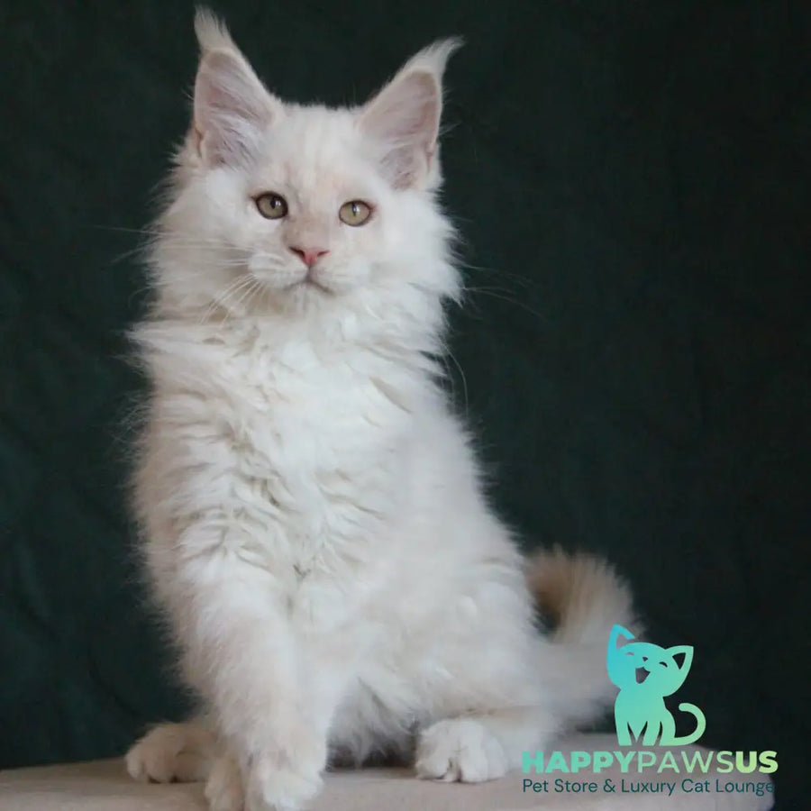 Lukum Maine Coon male red silver tabby - live animals