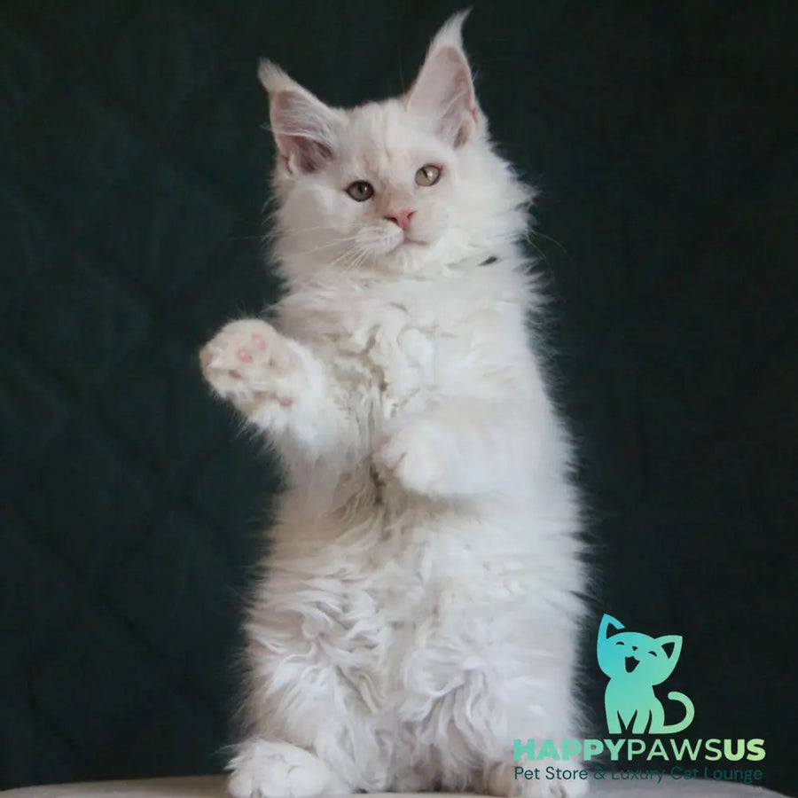 Lukum Maine Coon male red silver tabby - live animals