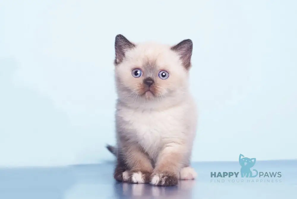 Lulu British Shorthair female black tortie pointed live animals