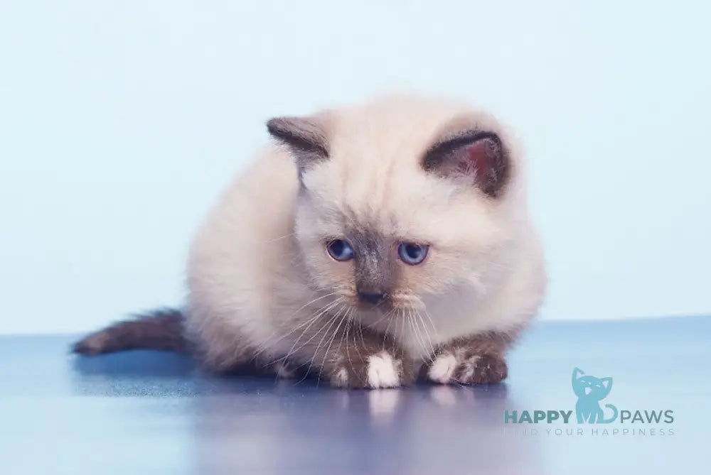 Lulu British Shorthair female black tortie pointed live animals
