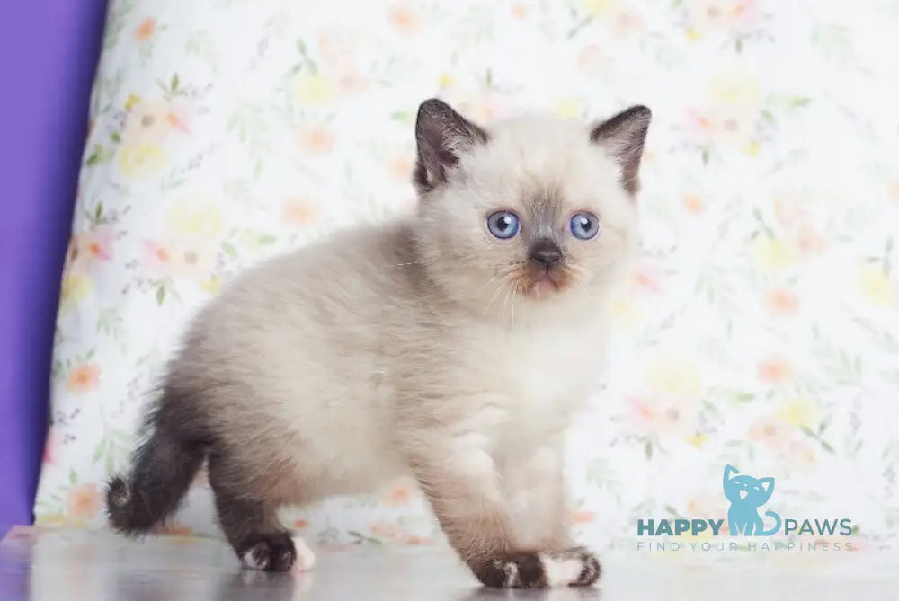 Lulu British Shorthair female black tortie pointed live animals