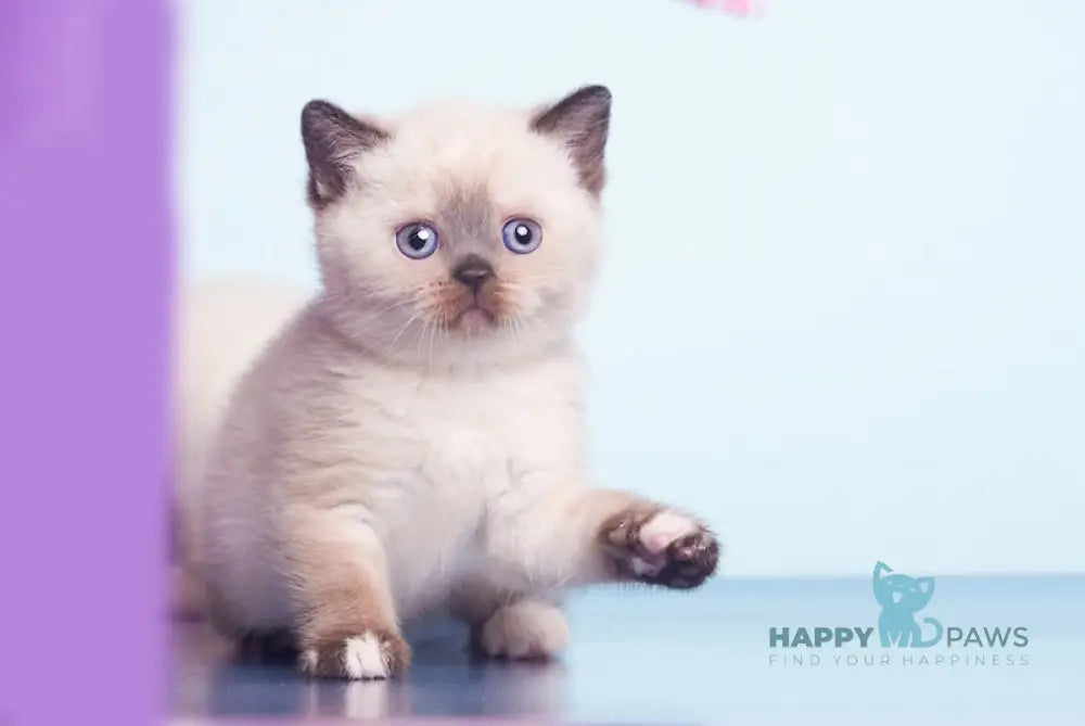 Lulu British Shorthair female black tortie pointed live animals