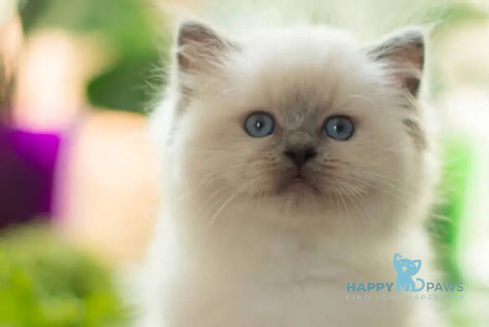 Lulu Ragdoll female blue mitted live animals