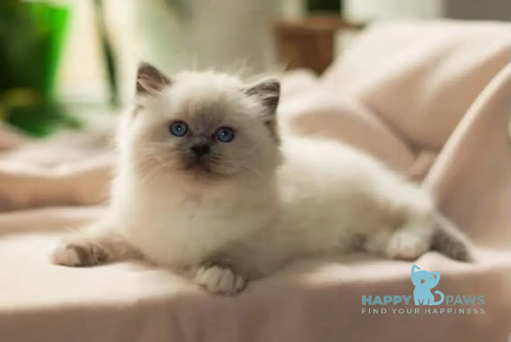 Lulu Ragdoll female blue mitted live animals