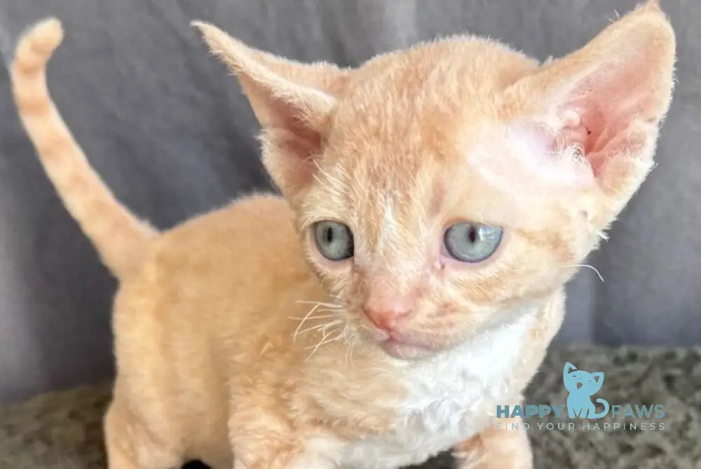 Lumea Devon Rex female red bicolour - live animals