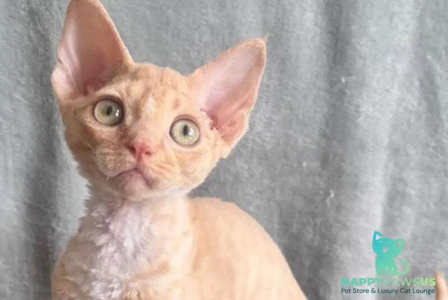 Lumea Devon Rex female red bicolour - live animals