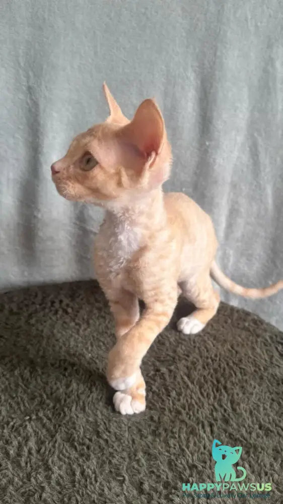 Lumea Devon Rex female red bicolour - live animals