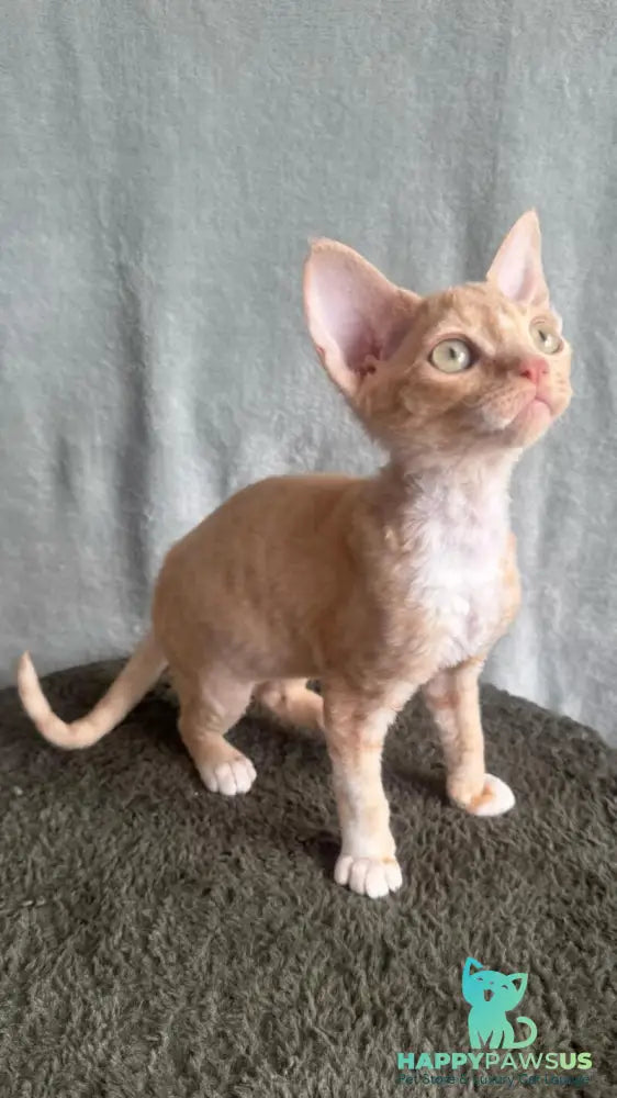Lumea Devon Rex female red bicolour - live animals