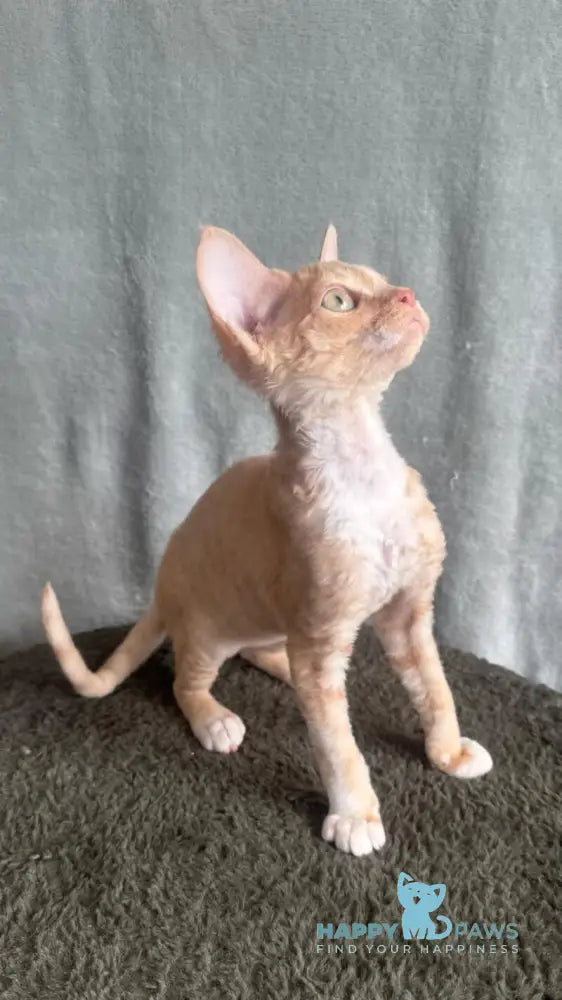 Lumea Devon Rex female red bicolour - live animals