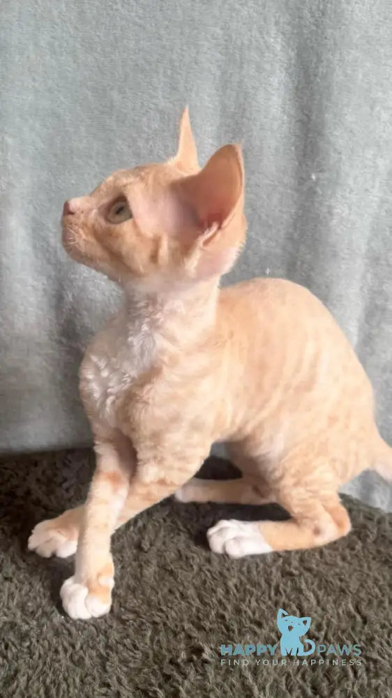 Lumea Devon Rex female red bicolour - live animals