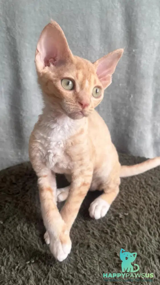 Lumea Devon Rex female red bicolour - live animals