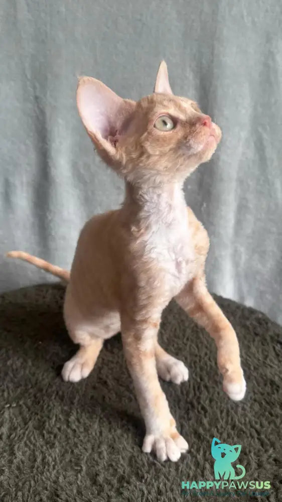Lumea Devon Rex female red bicolour - live animals