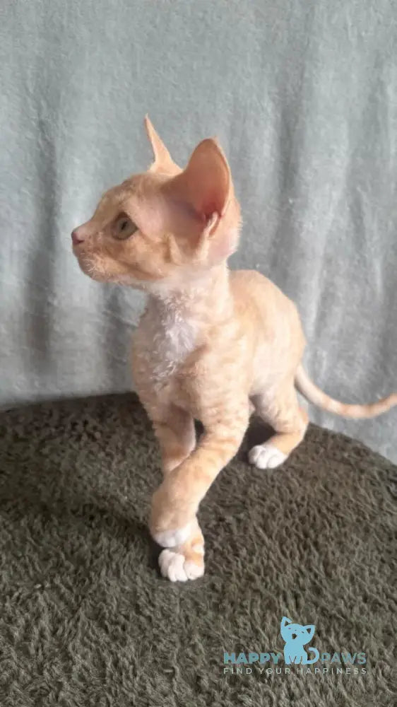 Lumea Devon Rex female red bicolour - live animals