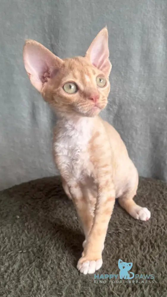 Lumea Devon Rex female red bicolour - live animals