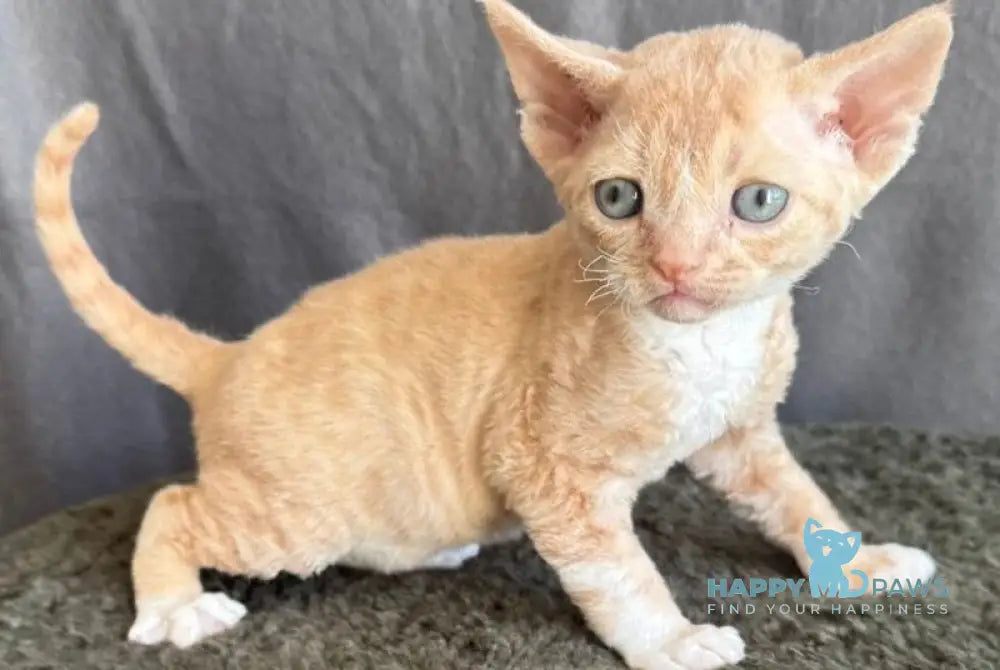 Lumea Devon Rex female red bicolour - live animals