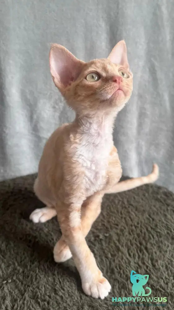 Lumea Devon Rex female red bicolour - live animals