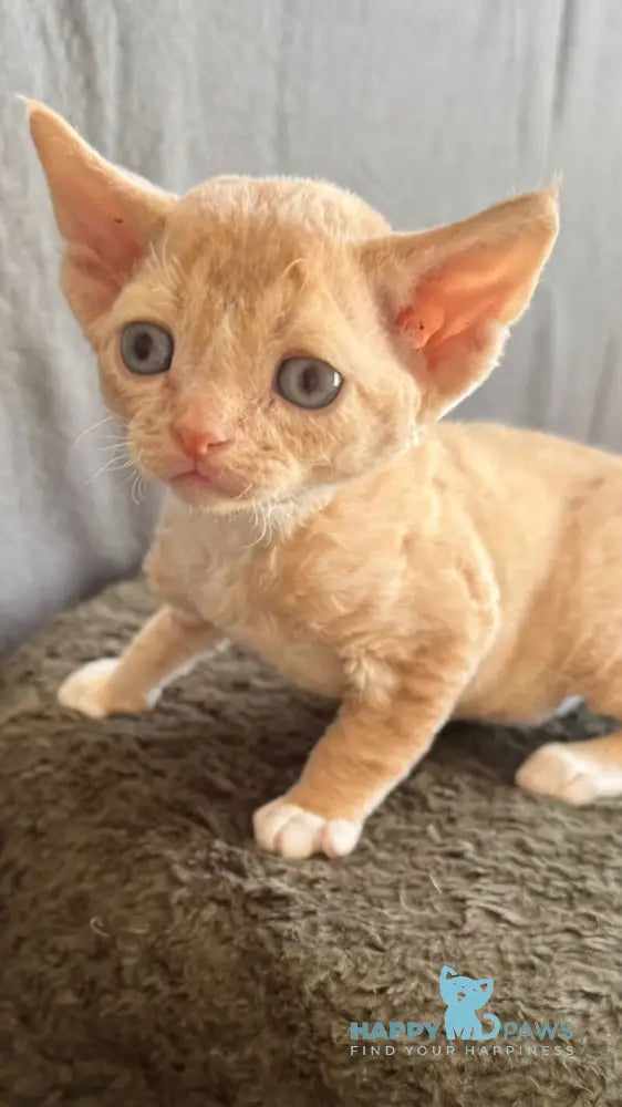 Lumea Devon Rex female red bicolour - live animals