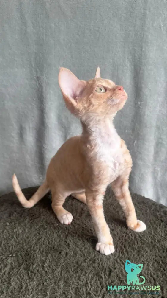 Lumea Devon Rex female red bicolour - live animals