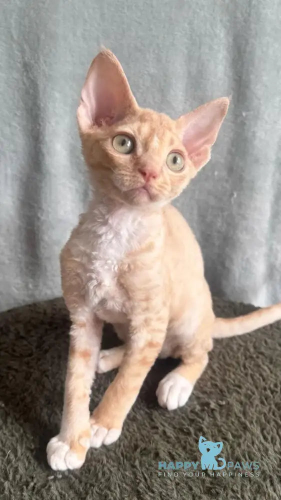 Lumea Devon Rex female red bicolour - live animals