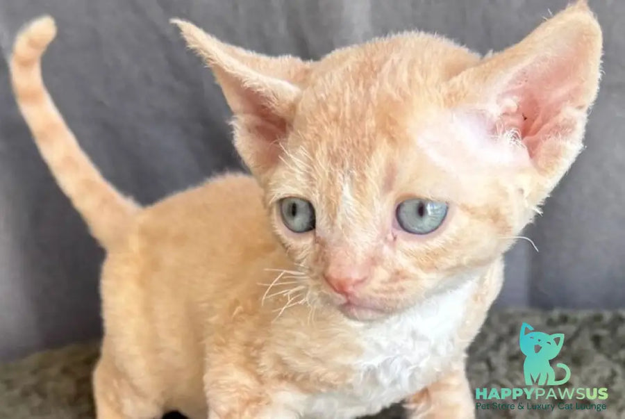 Lumea Devon Rex female red bicolour - live animals