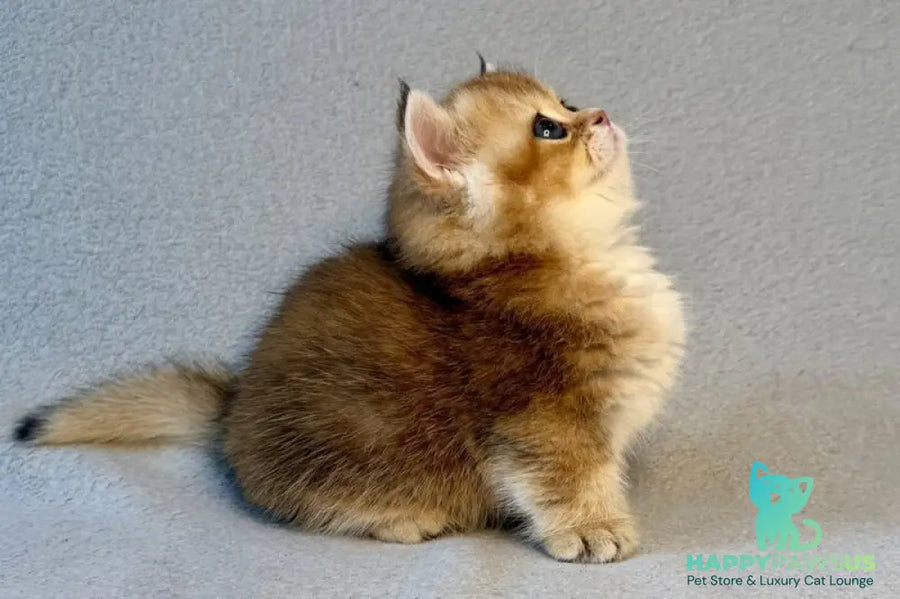 Lumiq Munchkin male black golden ticked tabby - live animals