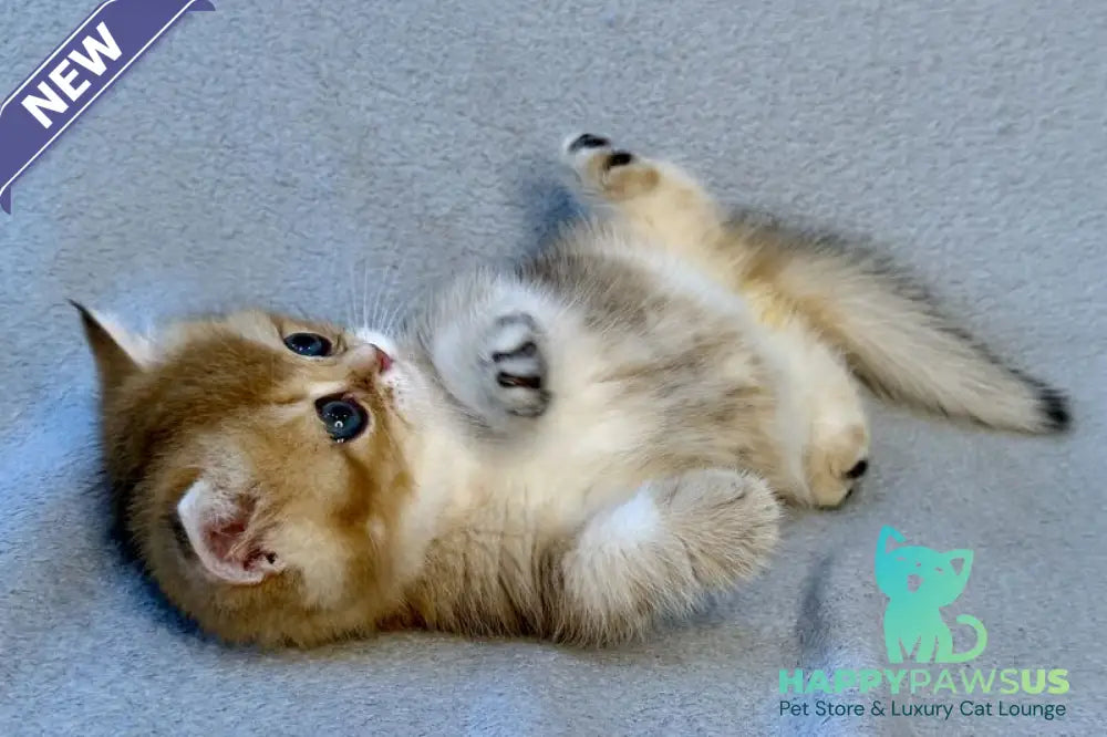 Lumiq Munchkin male black golden ticked tabby - live animals