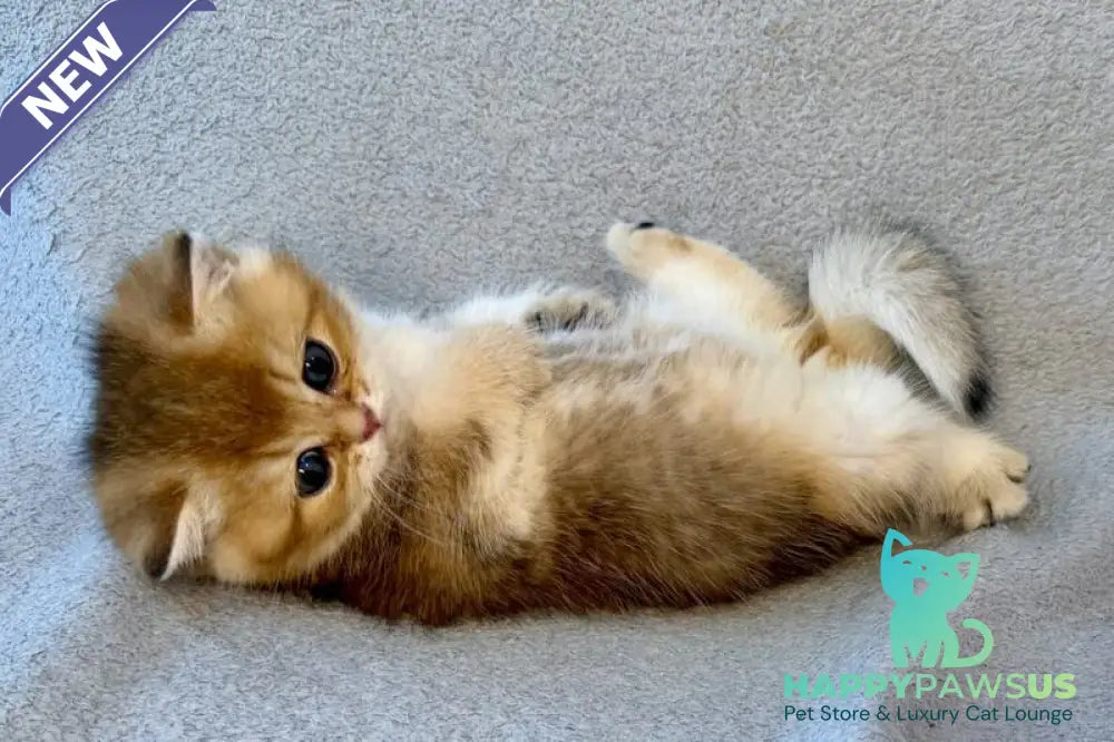 Lumiq Munchkin male black golden ticked tabby - live animals