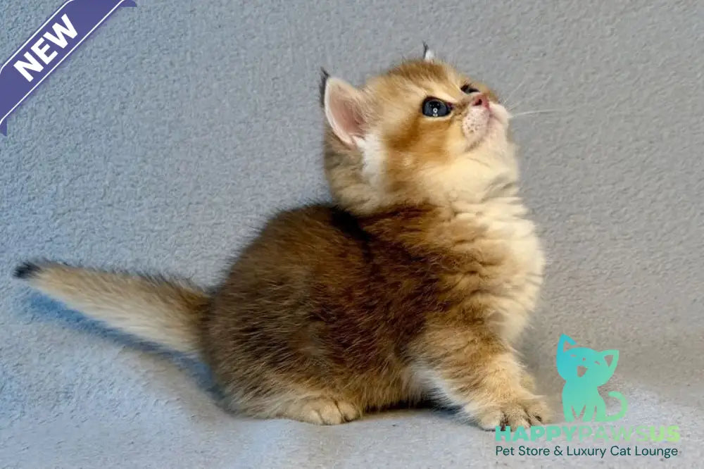 Lumiq Munchkin male black golden ticked tabby - live animals