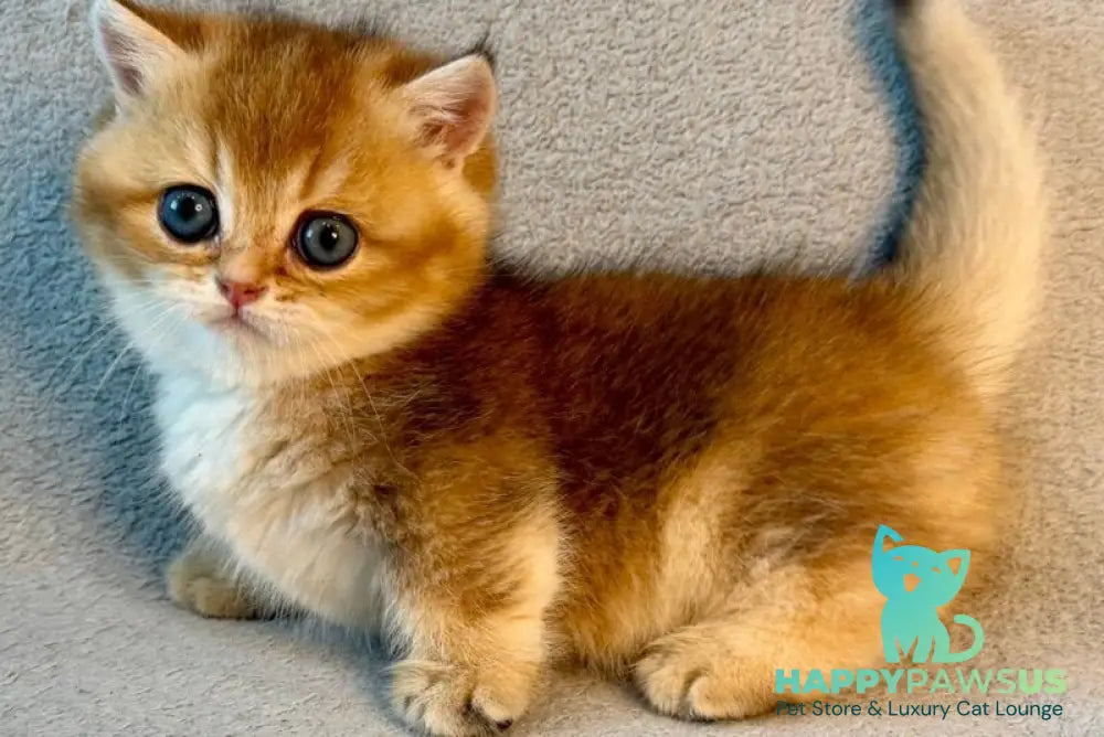 Lumiq Munchkin male black golden ticked tabby - live animals