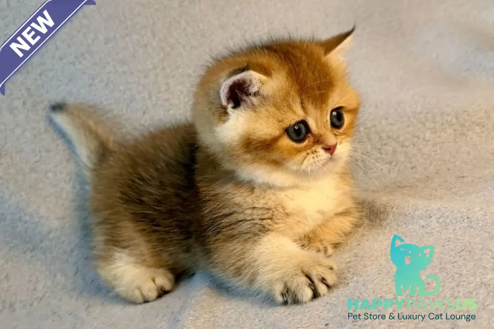 Lumiq Munchkin male black golden ticked tabby - live animals