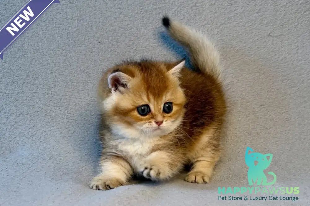 Lumiq Munchkin male black golden ticked tabby - live animals