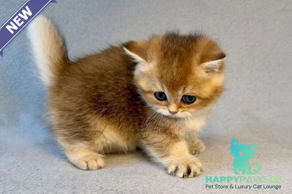 Lumiq Munchkin male black golden ticked tabby - live animals
