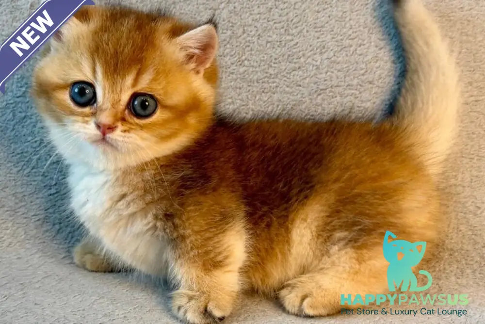 Lumiq Munchkin male black golden ticked tabby - live animals