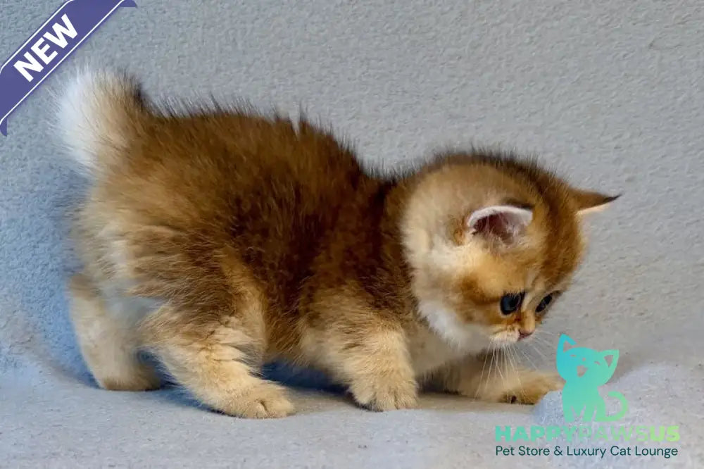 Lumiq Munchkin male black golden ticked tabby - live animals