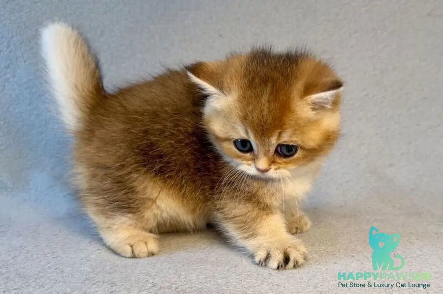 Lumiq Munchkin male black golden ticked tabby - live animals