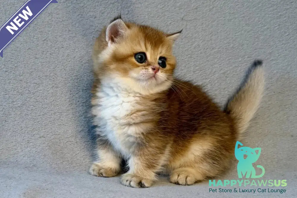 Lumiq Munchkin male black golden ticked tabby - live animals