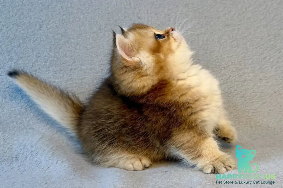 Lumiq Munchkin male black golden ticked tabby - live animals