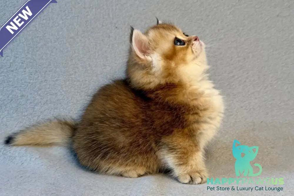Lumiq Munchkin male black golden ticked tabby - live animals