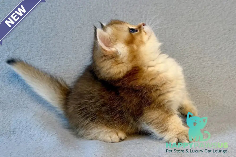 Lumiq Munchkin male black golden ticked tabby - live animals