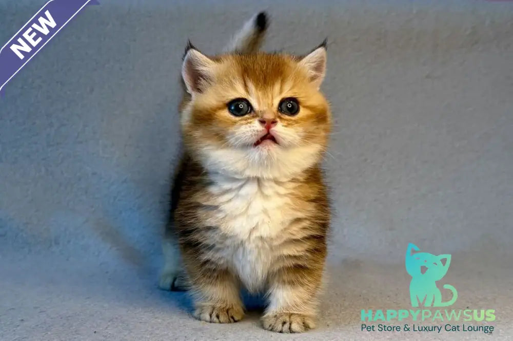 Lumiq Munchkin male black golden ticked tabby - live animals