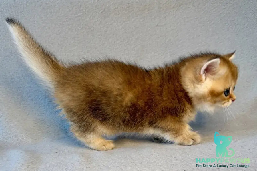 Lumiq Munchkin male black golden ticked tabby - live animals