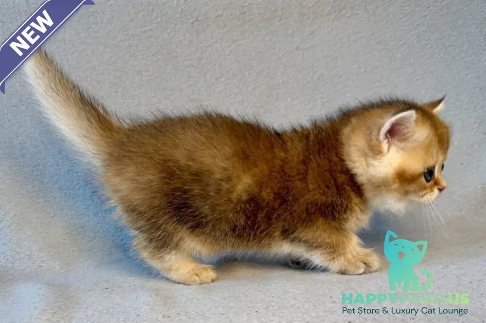 Lumiq Munchkin male black golden ticked tabby - live animals