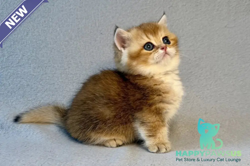 Lumiq Munchkin male black golden ticked tabby - live animals
