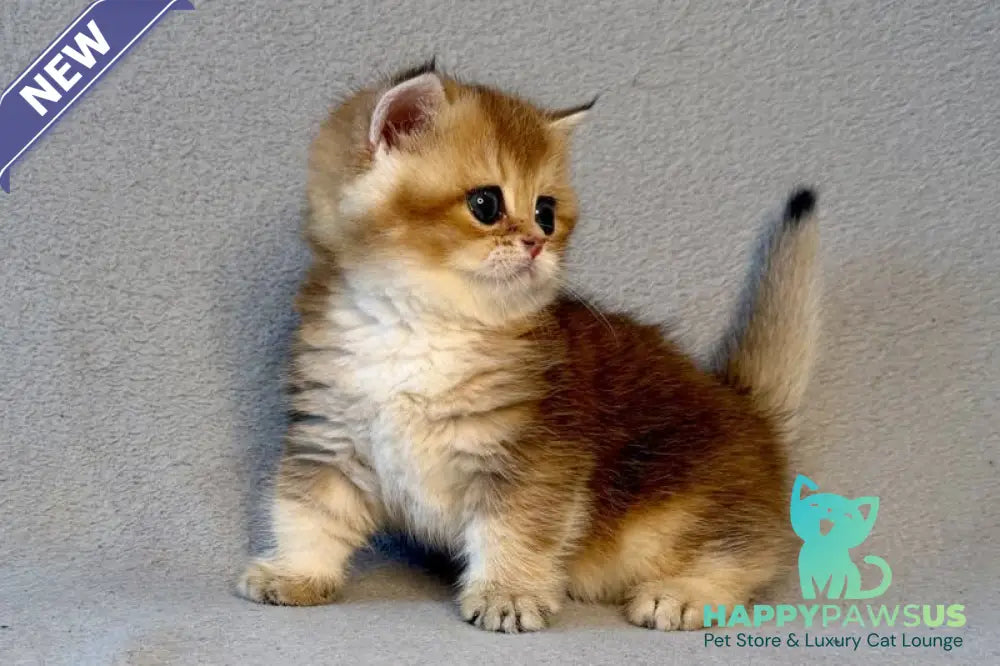 Lumiq Munchkin male black golden ticked tabby - live animals