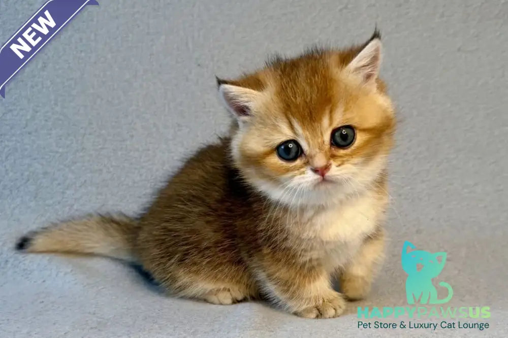 Lumiq Munchkin male black golden ticked tabby - live animals