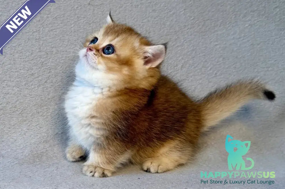 Lumiq Munchkin male black golden ticked tabby - live animals