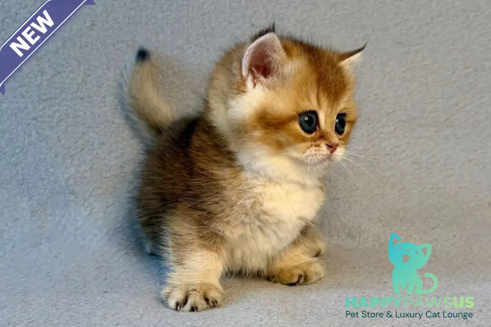 Lumiq Munchkin male black golden ticked tabby - live animals