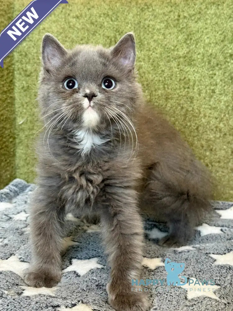Luna British Longhair female blue live animals